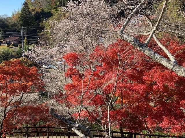 เที่ยว OBARA ชมซากุระพร้อมใบไม้เปลี่ยนสี🌸🍁