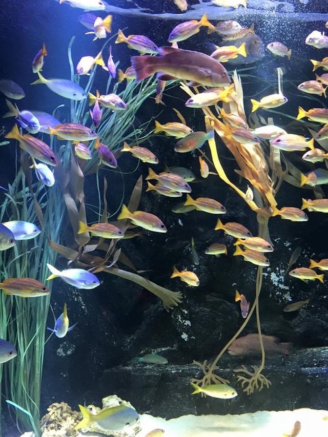 親子遊推薦😚一山韓華水族館❤️小朋友最愛景點