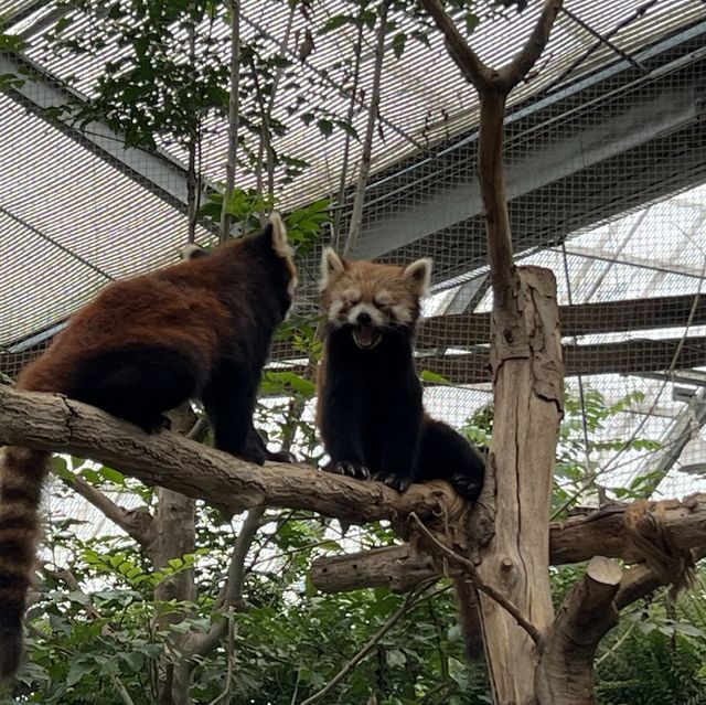 大人小孩都喜歡的神戶動物王國