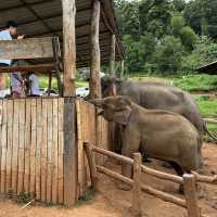 Elefin Farm & Cafe หางดง เชียงใหม่