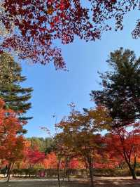 Autumn Rhythm in Nami 🍁🍂🍁🍂s