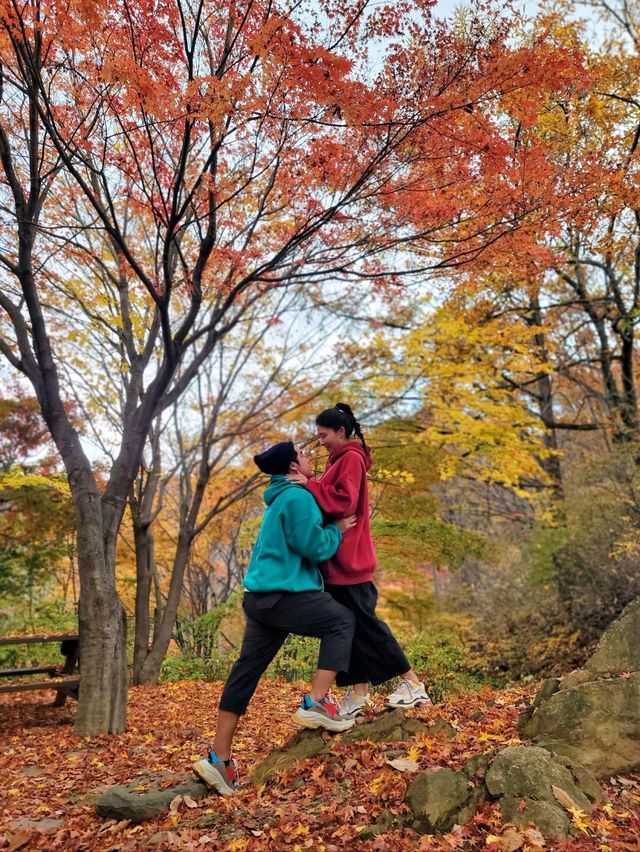 10월을 물들이는 단풍천국 태백 철암단풍군락지🍁