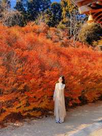🍁福岡｜Nomiyama Kannonji Temple 呑山観音寺