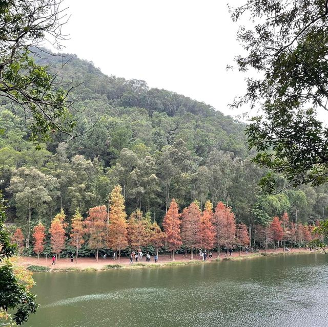 春日郊遊流水響❤️超令紅葉🍁😗情侶💑郊遊必去