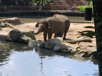 Singapore Zoo, Great Experience 