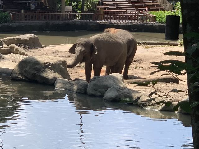 Singapore Zoo, Great Experience 