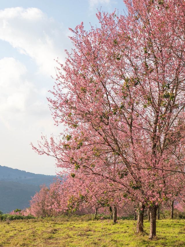 ซากุระเมืองไทย สวยไม่แพ้ที่ใดในโลก 