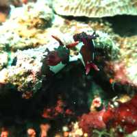diving in white beach @bohol 