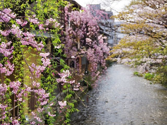 【京都市】水面に揺らぐ桜並木🌸