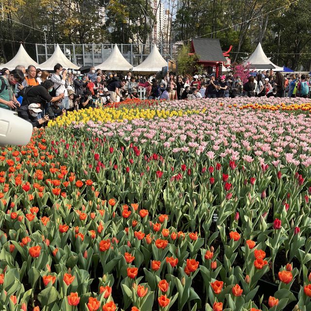 維園花卉展覽 春日花開好時節