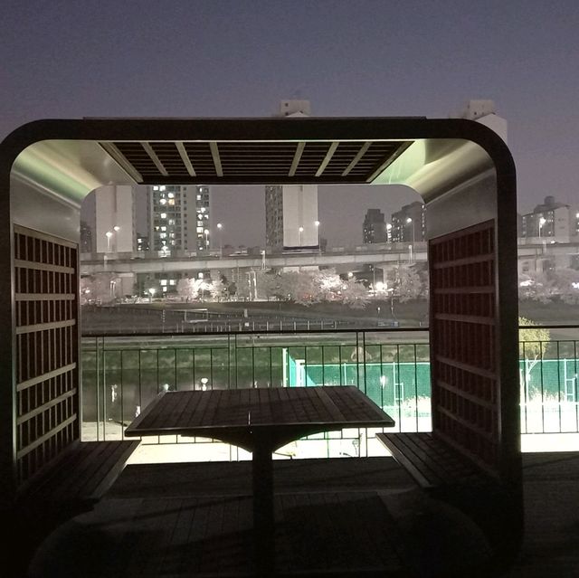 2023년 3월  안양천벚꽃 