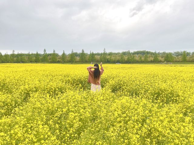 부산 유채꽃은 여기가 최고인듯 ✨