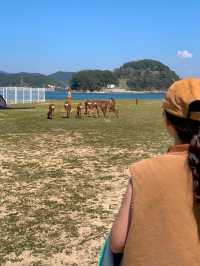 동화 속 같았던 무인도캠핑장🏕️🦌✨ 