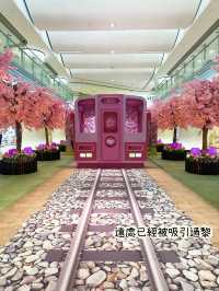 ⭐️原來係最後一日😱黃埔「5月限定櫻花🌸の旅」