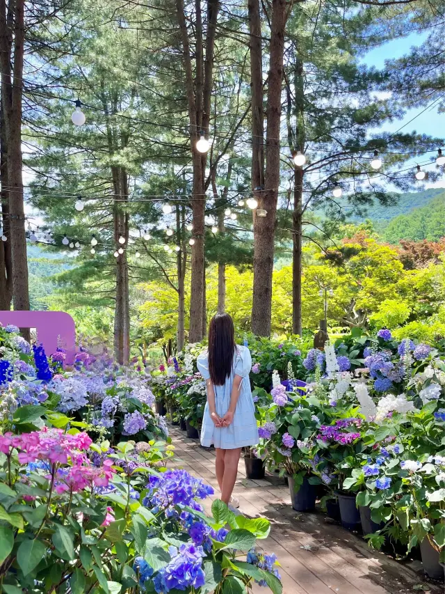 가평 수국축제 현장, 아침고요수목원🌳