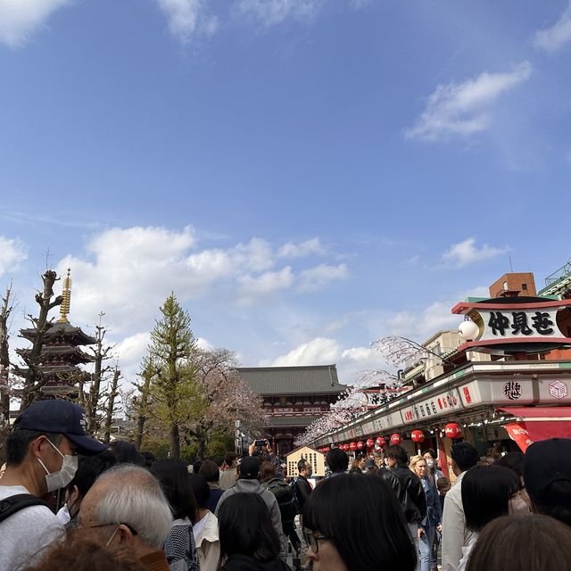 淺草、隅田公園🌸、晴空塔散策