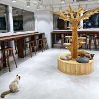 新開🎊寬敞👍高質🐈貓Cafe🍴