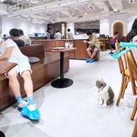 新開🎊寬敞👍高質🐈貓Cafe🍴