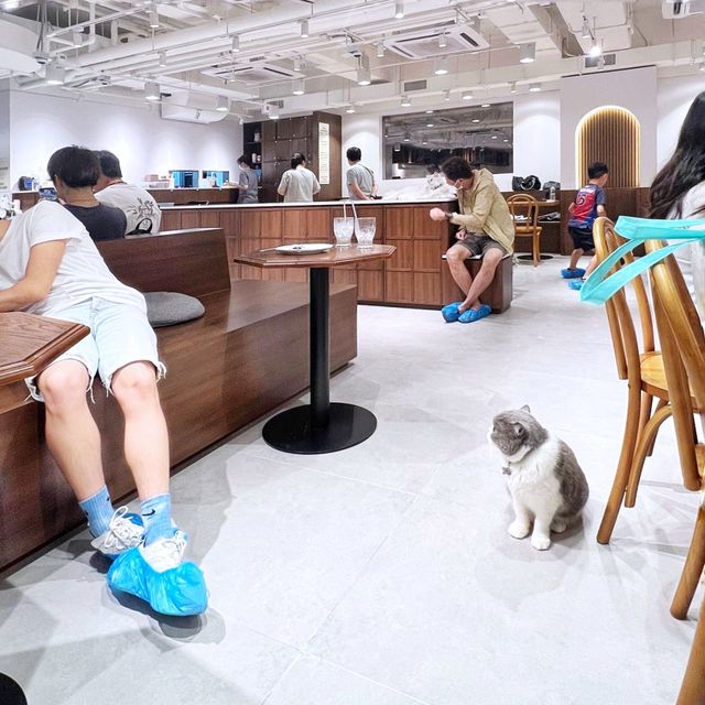 新開🎊寬敞👍高質🐈貓Cafe🍴