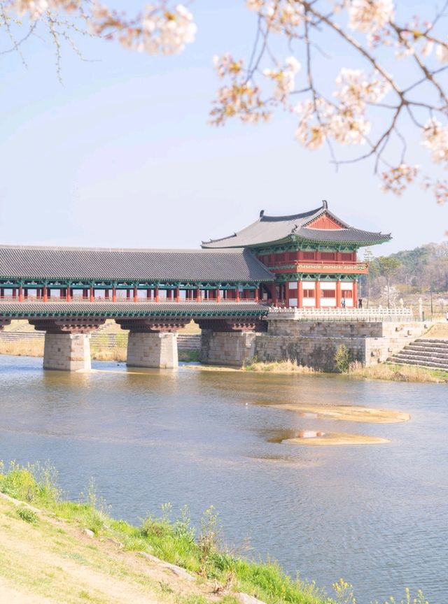 벚꽃과 유채핀 월정교