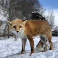北海道北見🦊近距離親親狐狸牧場