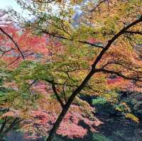 秋夕楓葉紅飄逸🍁四色匯聚內藏山
絕美景色白羊寺