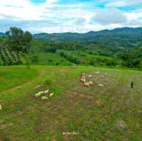 แลนด์มาร์คแห่งใหม่ ถ่ายรูปกับน้องแกะน่ารักๆบนดอย🐑🐏