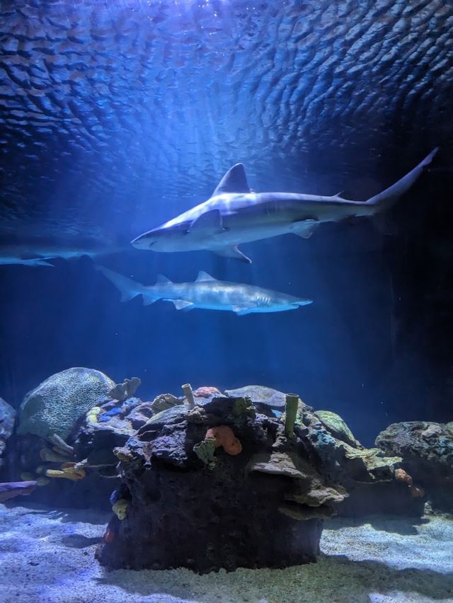 Downtown Aquarium 🦈✨