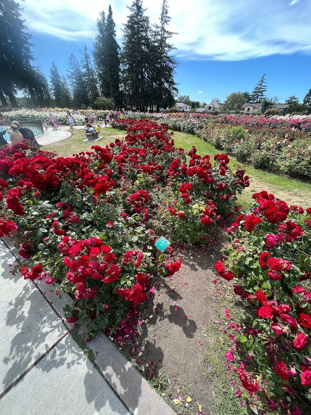 Municipal Rose Garden 🌹✨