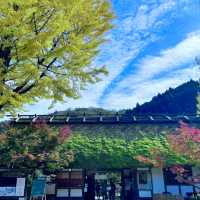 🌳 도심에서 벗어나 자연과 일체되어 산림욕을 즐길 수 있는 고란계곡을 방문해보세요! 💚