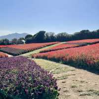 【ペットとお出かけ】コスモス畑が広がる秋の「あわじ花さじき」へ