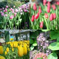 สวนทิวลิป 🌷🌷 Miracle Of Natural 🩷
