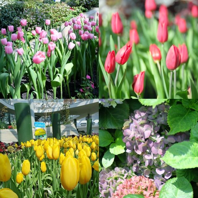สวนทิวลิป 🌷🌷 Miracle Of Natural 🩷  สวนทิวลิป 🌷🌷 Miracle Of Natural 🩷