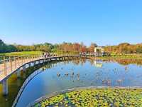 【港版加拿大湖🇨🇦~濕地公園🍁】
