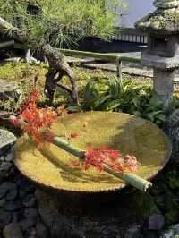 《不能錯過的圓光寺》