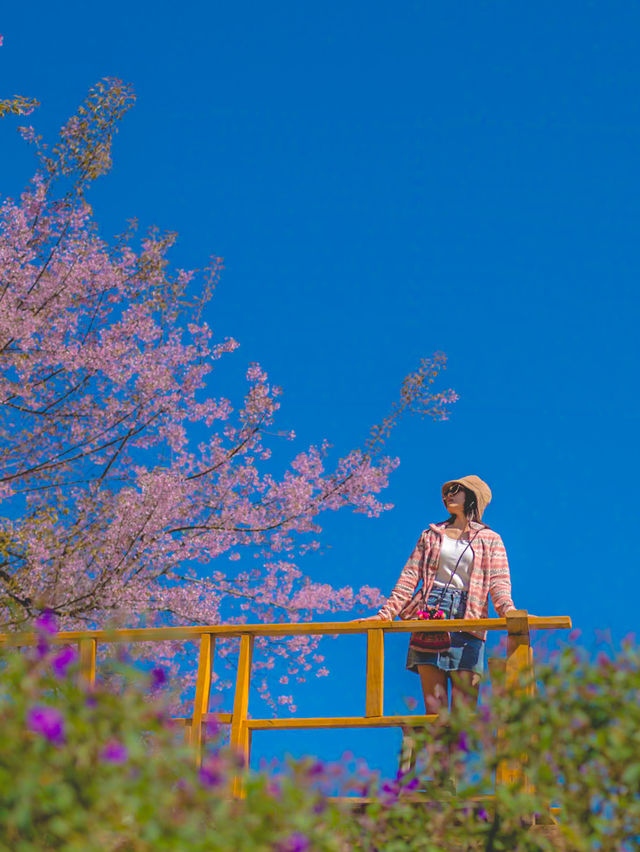 สะพานซากุระ ฟีลญี่ปุ่นญี่ใจสุดๆ 🌸