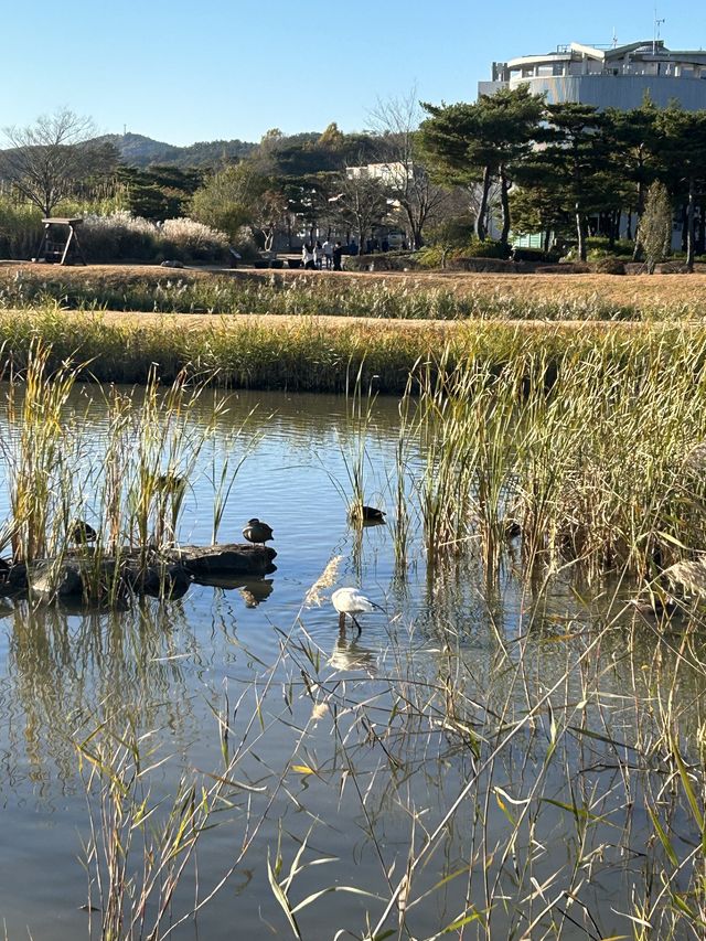 끝없는 갈대밭을 보고싶다면 순천만습지