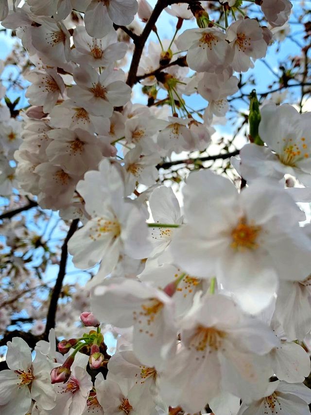 【吉祥寺】今年のお花見はボートの上でしませんか？🌸🍡🚣‍♂️【東京】