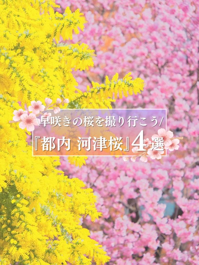 ここだけは押さえておきたい都内河津桜4選✨