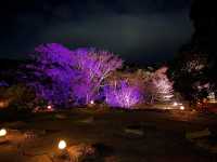 「今歸仁城櫻花祭」：夜遊古城，感受沖繩魅力！