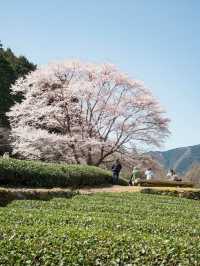  三重県で見れる早咲きの桜スポット2選！🌸