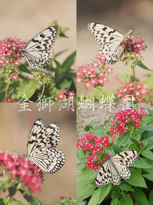 高雄金獅湖蝴蝶園🦋360度鳥瞰賞蝶全新感受🌈