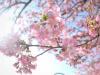 【日本🇯🇵】まつだ　桜まつり🌸