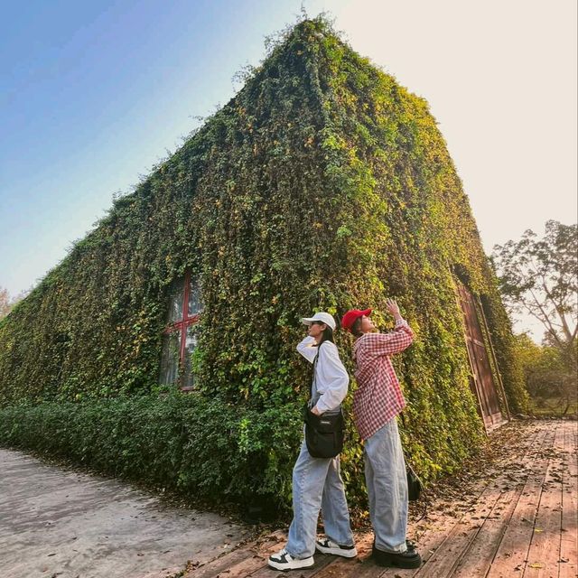 อัพเดตล่าสุด ดอกเหลืองชัชวาลย์🌼 คาเฟ่เขาใหญ่