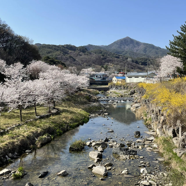 꼬불꼬불 긴 벚꽃 터널이 제일 예쁜 곳🌸