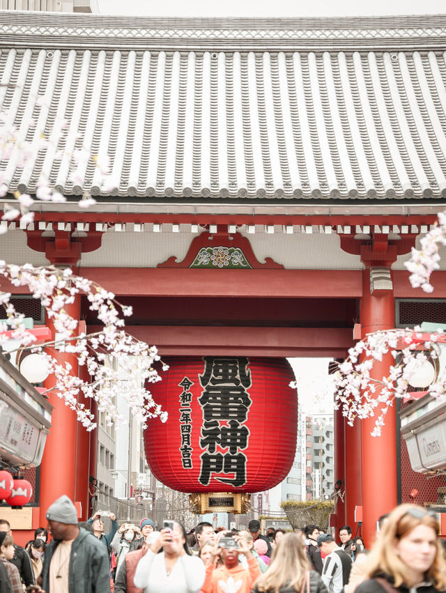 東京｜淺草寺櫻花美景 春日遊賞不可錯過🌸