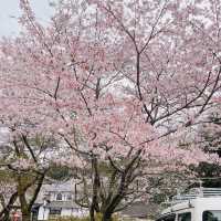 🌸ชมซากุระที่ถนนซากุระSugi no baba