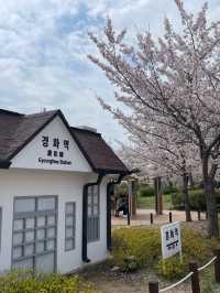 기찻길과 벚꽃풍경 조합은 최고🌸 진해 ’경화역‘