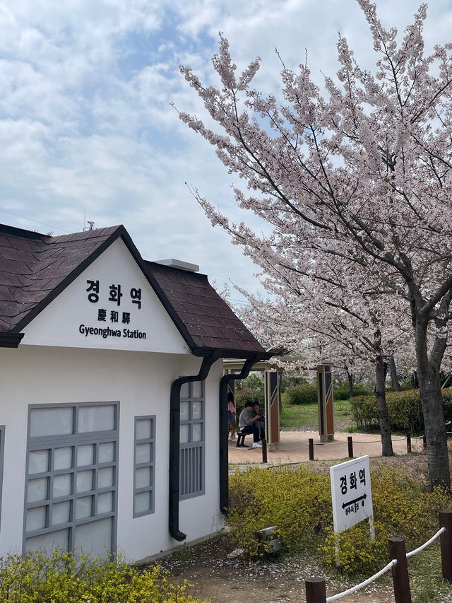 기찻길과 벚꽃풍경 조합은 최고🌸 진해 ’경화역‘