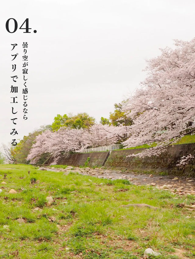 【兵庫・芦屋】曇り空でも映える桜にする方法